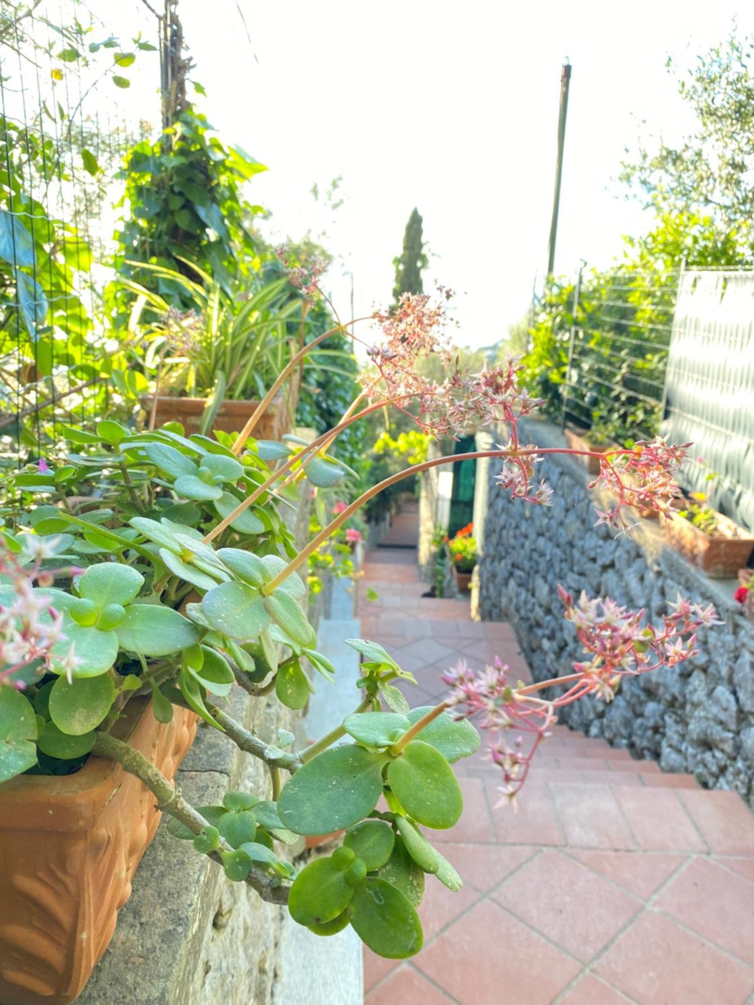B&B La Ciammurrella อนากาปรี ภายนอก รูปภาพ