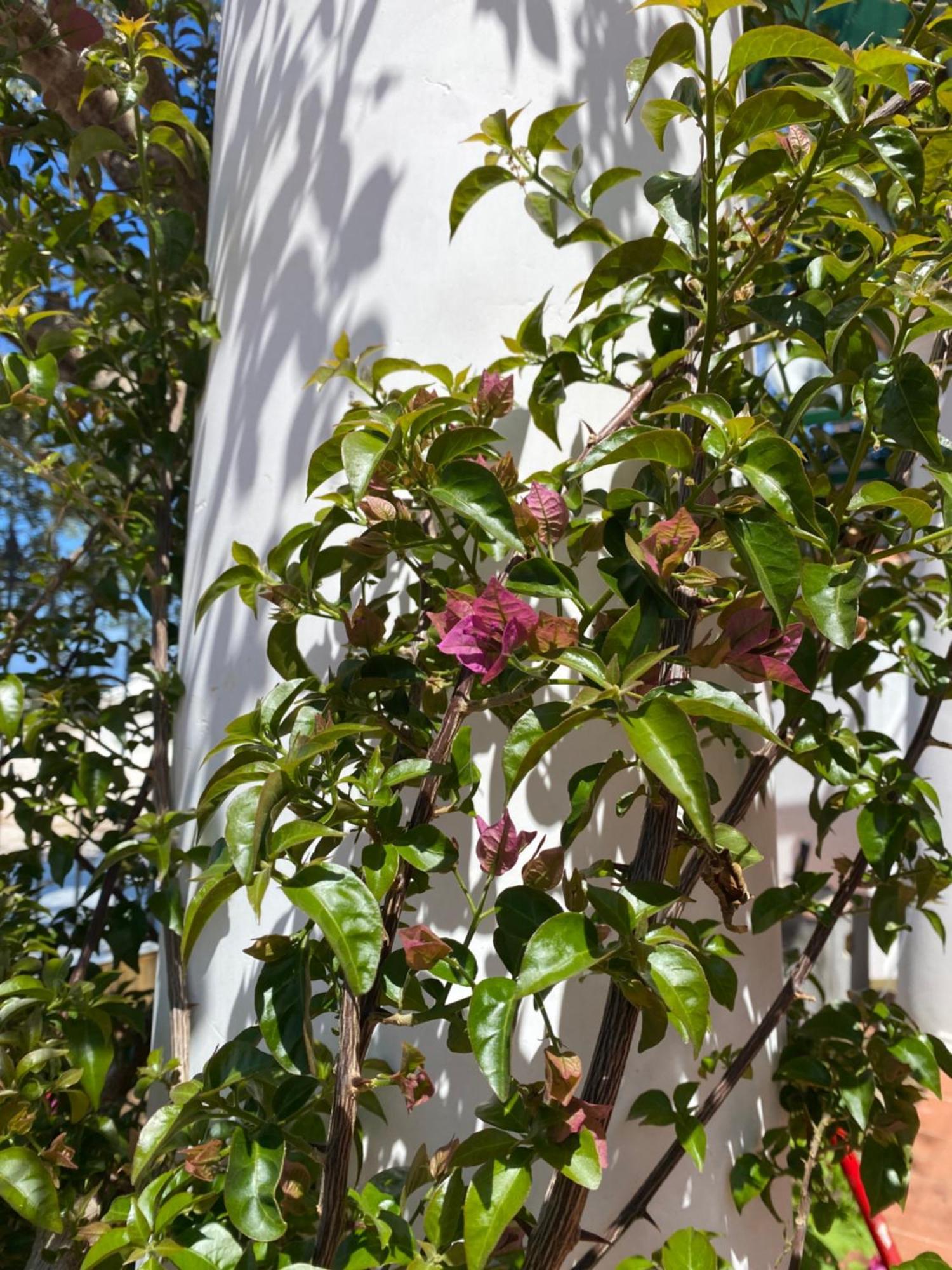 B&B La Ciammurrella อนากาปรี ภายนอก รูปภาพ